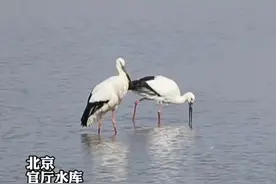 14只国际濒危物种东方白鹳降临北京。近期是候鸟迁徙高峰，在大量的候鸟当中，14只东方白鹳悄悄降临在北京官厅水库。这些东方白鹳大部分是成鸟，漂亮又健康。据了解，截止2022年4月，濒危鸟类东方白鹳的全球总数量仅9000多只。（生活这一刻）视频封面