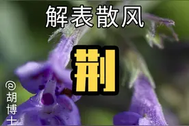 风寒感冒常用荆芥 #连花清瘟有多种替代药 #养生 #健康 #感冒 #中医 #手把手让你更健康 #胡博士说中医 #荆芥视频封面