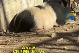 2月23日（采访），辽宁辽阳，动物园的狮子和猪成了最好的朋友，从小生活在一个笼子里，一起吃饭，小猪还给狮子抓痒#萌化了 #神奇动物在抖音 #动物园