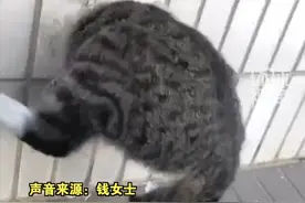 3月3日，辽宁大连。女子走路遇见肥猫在“钻洞”，专门用脚“帮忙”也无济于事，猫咪：我往外拔呢，我谢谢你！视频封面