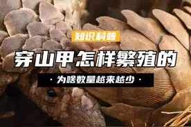 穿山甲怎样繁殖后代的？交配时间长达20天，为啥数量越来越少？ （1）#穿山甲 #揭秘 #保护动物 #涨知识视频封面