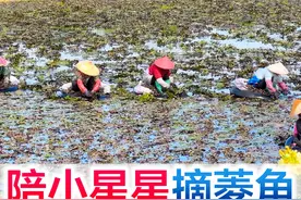 陪宝宝摘菱角，你们知道菱角长在哪里吗，一起感受一下采摘的快乐视频封面