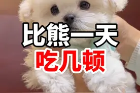 你们家的比熊一天吃几顿？ #比熊 #比熊幼犬 #养宠问题找安爸视频封面