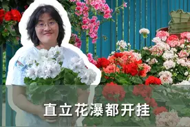 直立花瀑都开挂，阳台必种天竺葵 #天竺葵 #爱生活爱养花 #花卉绿植 #好看的花一定要分享给你 #海蒂的花园 @抖音短视频视频封面