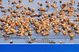 【短视频】如意甘肃|姜莉玲:甘做沙海梭梭苗视频封面