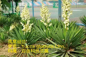 谁说没有刺就不能扎人了，经常被误认成剑麻
