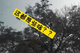 山东济南天空惊现成群结队的小鸟，专家：是前往西伯利亚的燕雀@抖音短视频 视频封面