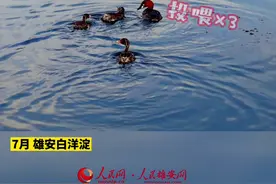 看雄安｜国家“三有”保护动物”小鷿鷈带着“萌宝宝”游水觅食。 #保护鸟类 视频封面