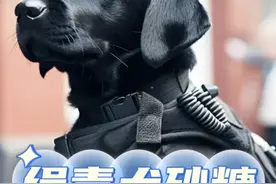 笑不活了，警犬叼出藏毒百香果，却被训导员误解成偷吃 #缉毒犬从物流车中咬出藏毒百香果 #缉毒犬工作 #野趣大自然视频封面