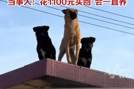女子1个月前偶遇“三剑客”狗子，再见时，是在狗贩的车上，当事人：不是剧本，花1100元买回了，会一直养着。（来源：@房顶三剑客 ）视频封面