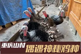 重庆大山里的古村，村民养着从未见过的土鸡，外地人直接看傻眼了视频封面