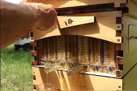 这款自动采蜂蜜箱，不用人工，就能装满蜂蜜！视频封面