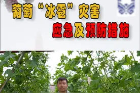 【应急科普】葡萄冰雹灾害应急及预防措施 特别注意：要即时迅速喷施药剂，防治病害，恢复树势。#新农人计划2024    #大地耕春   #抖音助农 #农业技术推广   #葡萄种植  @DOU+小助手  @抖音短视频视频封面