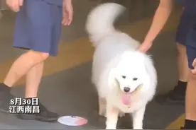 8月30日，江西南昌。75斤萨摩耶减肥期间离家出走，跑进消防队狂炫10根火腿肠，看到主人找来扭头就走#萌宠 视频封面