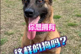 指令必达，这狗服从堪称完美，超高颜值令人过目难忘 #万物可爱计划 #户外撒欢记 #训犬师阿金 #马犬魅力#这狗成精了 @金哥乡村宠物服务中心视频封面