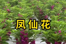 凤仙花，可用于染指甲，也可用于观赏！ #凤仙花 #科普 #涨知识视频封面