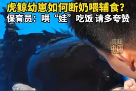 虎鲸幼崽如何断奶喂辅食？保育员：哄“娃”吃饭 请多夸赞！#秀我中国  #虎鲸 #一起看看海底世界 #海洋生物 #海洋馆视频封面