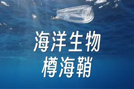 了解一下，一种神奇的海洋生物——樽海鞘。

它通过让身体伸缩，吸入并喷出海水，让自己前进。同时，过滤出海水中的浮游植物作为食物。

樽海鞘的繁衍能力极强，兼具无性繁殖和有性繁殖两种技能——它们会先复制自己，形成长长的链条；然后个体挣脱后，再与其他个体进行有性繁殖。

樽海鞘吃掉微生植物后，将这些本来会循环回到大气的碳排出，沉降到了海底，对降低大气中的二氧化碳含量起到了不可低估的作用。视频封面