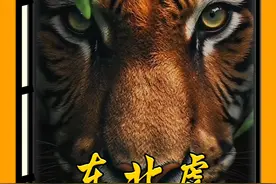 东北虎的战斗力有多强悍？堪称猫科动物中的NO.1 #老虎 #东北虎 #动物科普 #百兽之王老虎视频封面