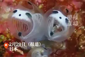 日本发现新物种，酷似长了熊猫眼的骷髅 #海鞘新物种 #骷髅熊猫海鞘视频封面