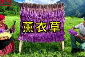 用薰衣草、白桑葚、无花果制作美食 #美食 #水果 #田园生活视频封面