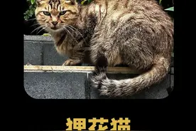 狸花猫:还得是老祖宗严选啊,能留下来的就是香 #狸花猫 #老祖宗严选 #中华田园犬 #橘猫