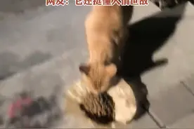 今天流浪猫遇到了心软的“神”，哪怕自己很饿 也要来蹭蹭你 感谢你，网友：它还挺懂人情世故（小编：畅）来源：@ʕ̯•͡˔•̯᷅ʔ猫与桔（7.17登船）视频封面