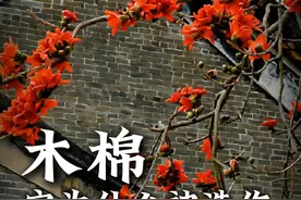 它为什么被选作供品进贡给汉帝？ 看到这朵花，广东人的DNA就动了！
枝头红焰烧云天，落地祛湿赛神仙！
三月的岭南，木棉花如约而至。
它被人们称为“岭南祛湿第一花“
在湿热的气候里，木棉花不仅是一道亮丽的风景线
更是岭南人生活中的瑰宝。
#木棉花  #岭南祛湿第一花  #一日一植物  #岭南文化  #抖音创作季视频封面