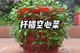 如何用垃圾桶扦插空心菜，简单几步教会你 #种植空心菜视频封面