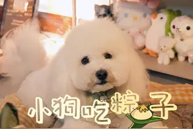 沉浸式小狗吃粽子~端午安康~视频封面