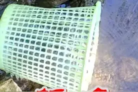 大雨过后小河抓鱼正当时，垃圾桶改造捕鱼神器，能抓到鱼吗？视频封面