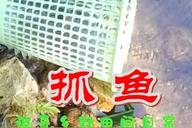 大雨过后小河抓鱼正当时，垃圾桶改造捕鱼神器，能抓到鱼吗？视频封面