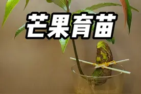 芒果种子水培育苗，你们试过吗 #水培芒果苗 #三农 #芒果育苗 #种植小技巧视频封面