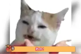 你们玩你演我猜的人落下一个梗会怎样啊！#双人游戏#情侣游戏#会玩你演我猜视频封面