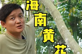 鉴定海南的“老生常谈树”，什么树价值几百万？！ #青少年课外知识讲堂 #黄花梨 #沉香 #植物科普 #槟榔树视频封面