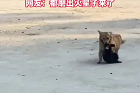 狗妈妈叼贪玩幼崽回家 连拖带拽 眉间带杀气 网友：都磨出火星子来了 #广东 #本地新闻 #狗狗 #动物趣事 #动物也有情绪 （视频来源:@金生萌宠 )视频封面