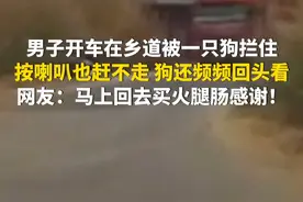 2月19日，广西钦州。男子开车在乡道被一只狗拦住，按喇叭也赶不走，狗还频频回头看，几秒后一辆半挂车开过来。网友：马上回去买火腿肠感谢！（第1眼TV-华龙网原创采访报道）视频封面