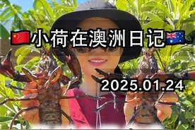 震惊❗️澳洲也能实现小龙虾自由？ 继在澳洲实现海鲜岩龙虾自由之后

这淡水小龙虾--澳洲蓝龙虾（或者简称马龙）也可以实现自由了

西澳本土特产--Marron马龙

每年开放季节只有一个月

2024-2025年为一月8号的中午12点到2月5号的中午12点

三大水库（waroona dam,harvey dam, wellington dam）以及往外延伸500米以内，数量限制为5个，尺寸最小限制为90mm。使用的捕捞工具只能是套线圈snare

其他水域，数量限制为8个，尺寸最小限制为80mm。可以使用的捕捞工具有抄螃蟹的网子，专门的马龙marron笼子，以及套线圈
#澳洲生活 #淡水龙虾 #澳洲打野 #户外打野 #澳洲蓝龙 @DOU+小助手视频封面