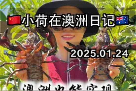 震惊❗️澳洲也能实现小龙虾自由？ 继在澳洲实现海鲜岩龙虾自由之后

这淡水小龙虾--澳洲蓝龙虾（或者简称马龙）也可以实现自由了

西澳本土特产--Marron马龙

每年开放季节只有一个月

2024-2025年为一月8号的中午12点到2月5号的中午12点

三大水库（waroona dam,harvey dam, wellington dam）以及往外延伸500米以内，数量限制为5个，尺寸最小限制为90mm。使用的捕捞工具只能是套线圈snare

其他水域，数量限制为8个，尺寸最小限制为80mm。可以使用的捕捞工具有抄螃蟹的网子，专门的马龙marron笼子，以及套线圈
#澳洲生活 #淡水龙虾 #澳洲打野 #户外打野 #澳洲蓝龙 @DOU+小助手视频封面