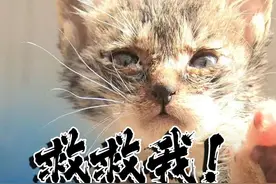 生死救援：小猫被困3天，猫妈心急如焚不停哭泣，哭泣声刺痛人心视频封面