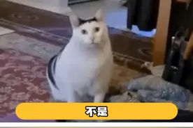 这样的高情商到底怎么练出来的！哥能不能教教我！#看见音乐计划 #看见音乐计划荣誉名单 #看见音乐计划年度盛典 #周传雄回应自己2024年翻红