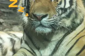 #吉林 长春动植物公园老虎“膘肥体壮”，看得出来伙食老“硬”了视频封面