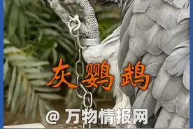 非洲灰鹦鹉，国家一级保护小喷子 #神奇动物在抖音 #动物科普视频封面
