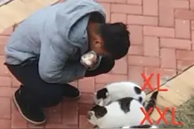 毕业没有礼物，没关系，我会自己拿！ #毕业礼物   #大学生毕业   #大学生遛猫   #学校的流浪猫   #捡猫  #流浪猫  #偷猫 #谁能拒绝傻憨憨的小猫咪视频封面