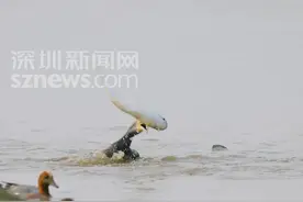 【深圳湾鸬鹚生吞大乌头】#野生鸟类摄影 #爱护大自然保护野生动物 #镜头记录美好瞬间 #难得一见的画面视频封面