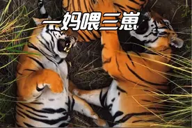 积德行善的虎妈，一胎三个幼崽！独自一虎喂养大 #动物世界视频封面