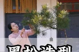 年终岁末，正是玩松好时节。#黑松 #盆景 #盆景制作视频封面