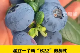 云南省委书记点赞“622”联农带农模式，蓝莓产业开启致富新篇。#来云南旅居吧  #有一种叫云南的生活    #美好生活在云南视频封面