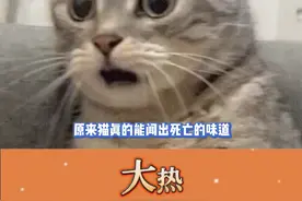 原来猫还能闻到死亡的味道？！#猫咪 #离谱 #一起看