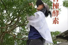你知道苦楝树吗？它可是驱虫利器。#有机蔬菜视频封面